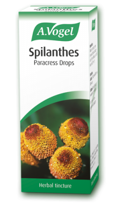 Spilanthes