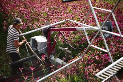 Echinacea harvest